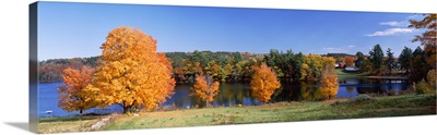 New Hampshire, Hancock, Norway Pond, Tree in autumn