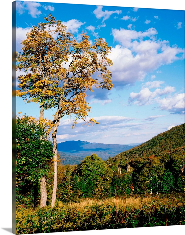 New Hampshire, White Mountain National Forest, Kancamagus Pass, Trees in front of mountains