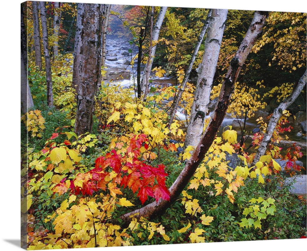 Large canvas photo art of a thin autumn colored forest with a rocky and fast moving river running through it.