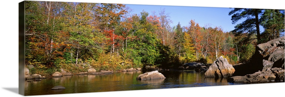 New York, Adirondack State Park, Adirondack Mountains, Deciduous trees along Moose River