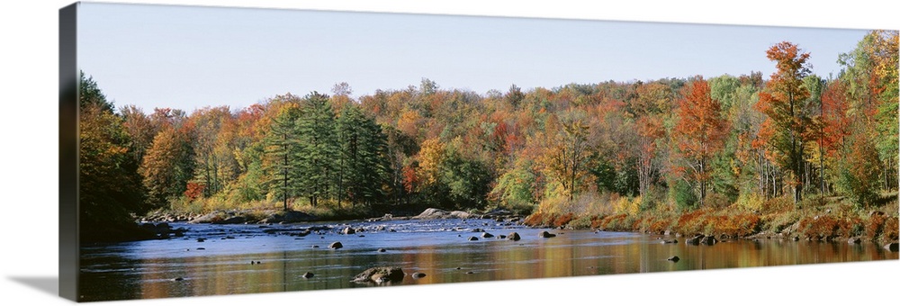 New York, Adirondack State Park, Adirondack Mountains, Deciduous trees along Moose River