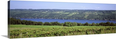 New York, Finger Lakes, Keuka Lake, vineyards