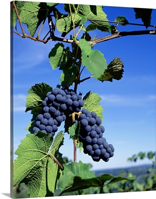 New York, Finger Lakes, Lake Keuka, Hammondsport, Close-up of bunch of grapes on a vine