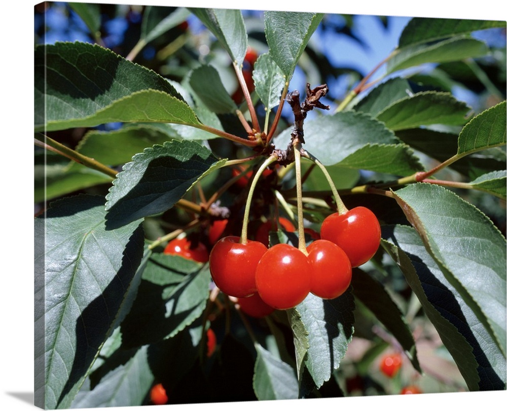 New York, Sodus County, Close-up of cherries on a cherry tree