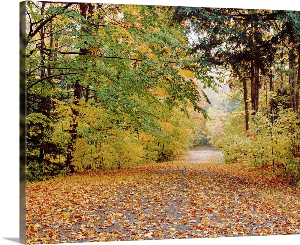 Photograph of fallen autumn leaves on a roadway surrounded by fall trees in Chestnut Ridge State Park in New York.