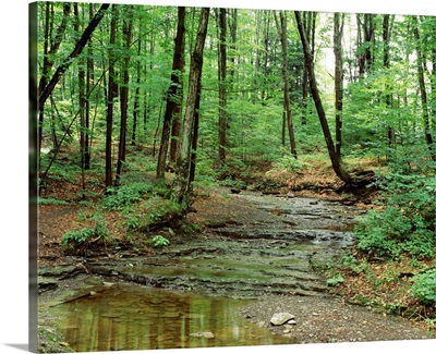 New York State, Erie County, Emery Park, Stream of water flowing through the forest