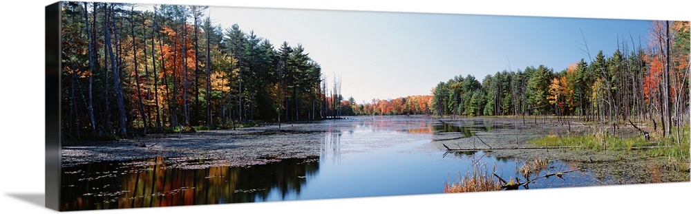 New York, Wetland, Catskill Mountains, Trees along a lake