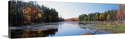 New York, Wetland, Catskill Mountains, Trees along a lake