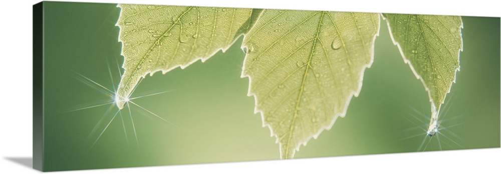 Panoramic nature image of three green leafs hanging down with water drops creating sun starbursts on the tips of the leaf.