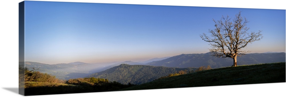 Oak Tree in the Evening, Humboldt County, California, USA