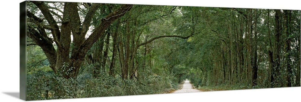 Oak trees along a dirt road, Williston, Levy County, Florida,