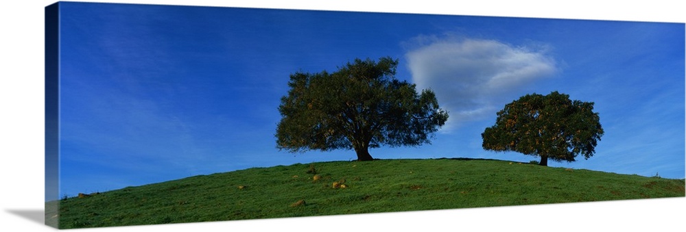 Oak Trees CA
