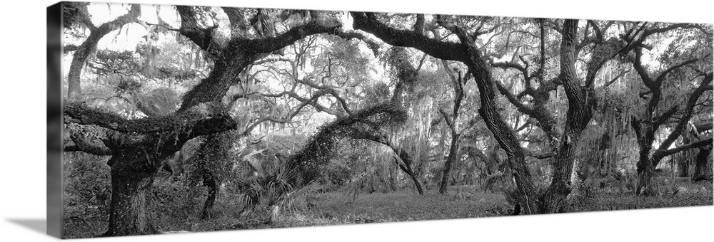 Panoramic photograph on a big canvas of many large oak trees in a dense forest, in Lake Kissimmee State Park, Florida.