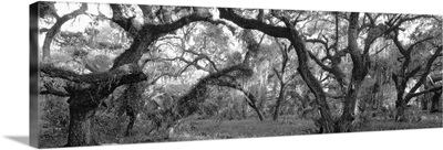 Oak Trees in a forest, Lake Kissimmee State Park, Florida