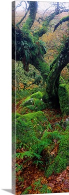 Oak trees in a forest, Wistman's Wood, Dartmoor National Park, Devon, England