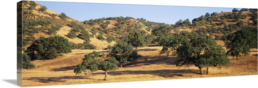 Large oak trees are scattered throughout a dry field and on top of hills that are seen in the background.