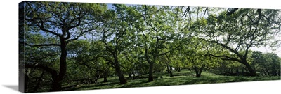 Oak trees (Quercus) in a field