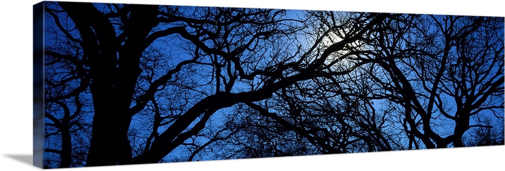 Panoramic photograph looks through an abundant amount of thick and thin bare tree limbs to get a glimpse of the moon glowi...