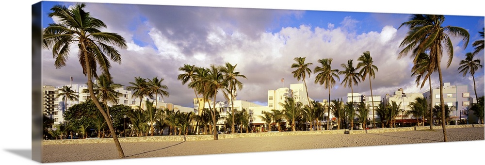 Wide angle photograph of many palm trees on Miami Beach, buildings along Ocean Drive can be seen in the background, beneat...
