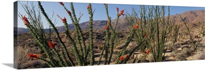 Ocotillo Anza Borrego Desert State Park CA