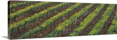 Oilseed rape with grape vines in a vineyard