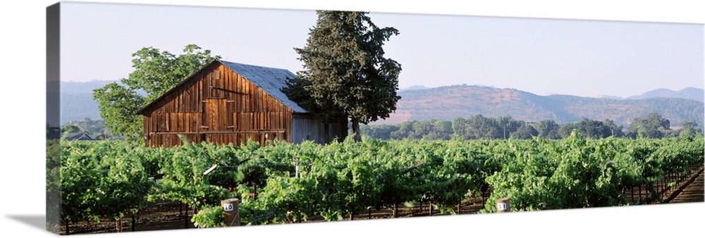 Panoramic print of an old barn house amonst a vineyard with rolling hills in the distance.