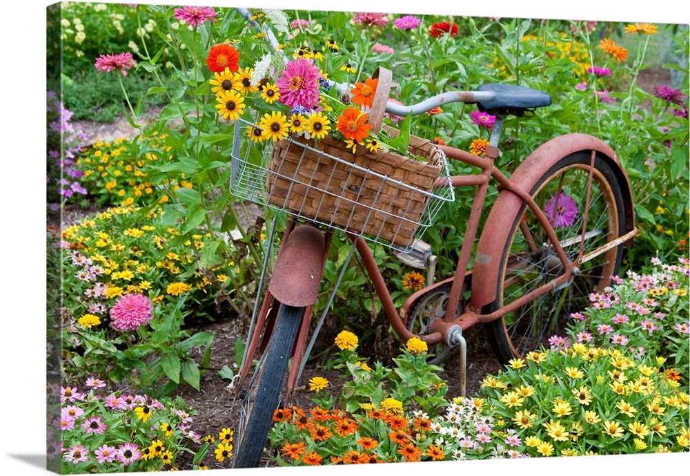 Old bicycle with flower basket in a garden with zinnias, marion county, illinois, USA.