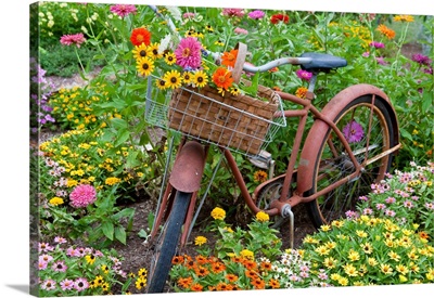 Old Bicycle With Flower Basket In A Garden With Zinnias, Marion County, Illinois, USA