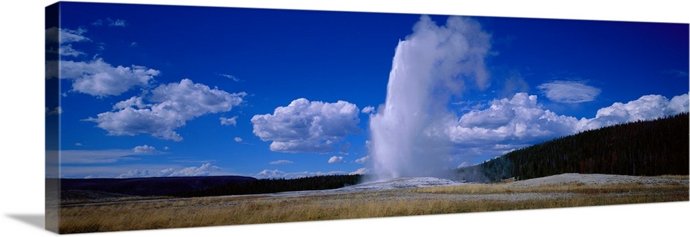 Panoramic photo of a geyser shooting out steam at Yellowstone.