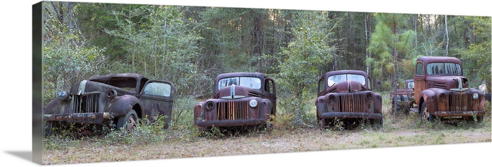 Old rusty cars and trucks on Route 319, Crawfordville, Wakulla County, Florida