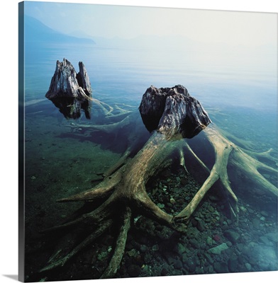 Old Tree Trunks Underwater