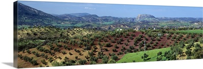 Olive Groves Andalucia Spain