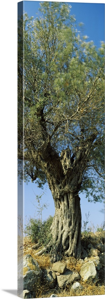 Olive tree in a field, Aegina, Saronic Gulf Islands, Attica, Greece
