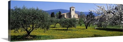 Olive trees and a cherry tree in front of a church, Lourmarin, Provence-Alpes-Cote d'Azur, France