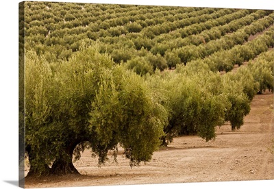 Olive trees in a field, Jaen, Jaen Province, Andalusia, Spain