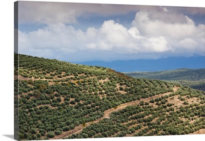 Olive trees in a field, Ubeda, Jaen Province, Andalusia, Spain