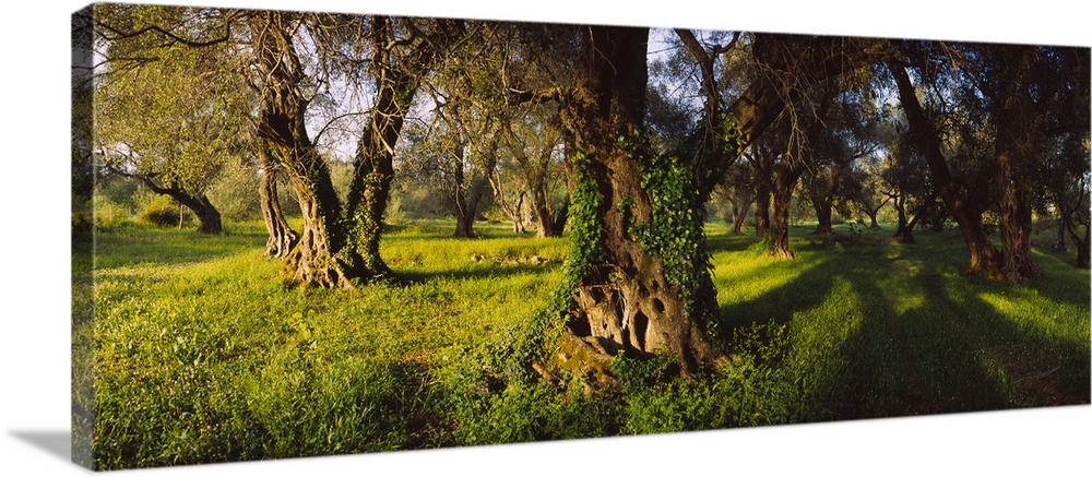 Olive trees on a landscape, Corfu, Ionian Islands, Greece