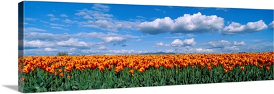 Orange Tulip Field Skagit Valley WA