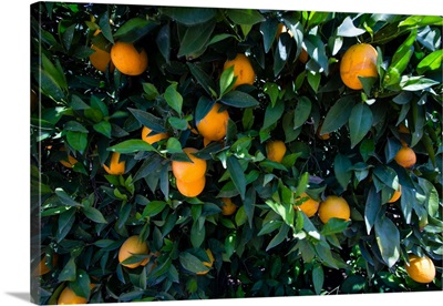 Oranges growing on a tree, California