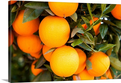Oranges on a tree, Santa Paula, Ventura County, California