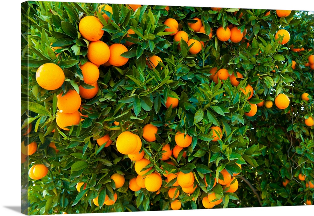 Oranges on a tree, Santa Paula, Ventura County, California II