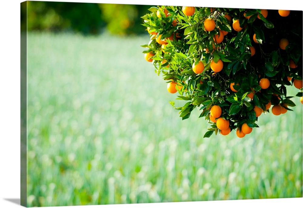 Oranges on a tree, Santa Paula, Ventura County, California III