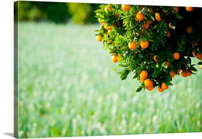 Oranges on a tree, Santa Paula, Ventura County, California III