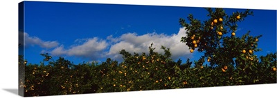 Oranges on Trees Ojai CA