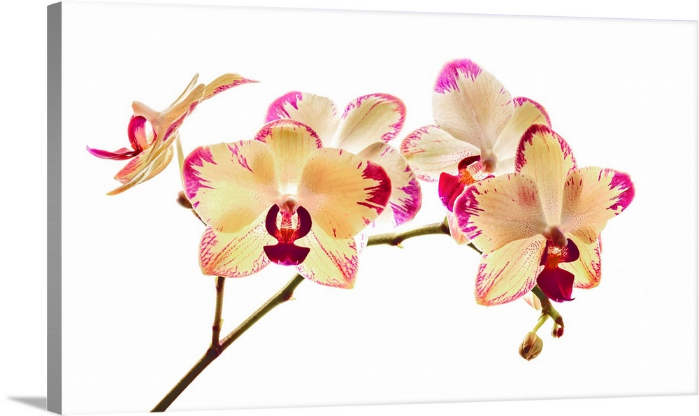 Orchid flower against white background.