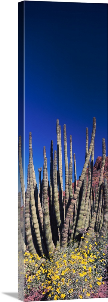 Organ Pipe cacti Stenocereus thurberi on a landscape Organ Pipe Cactus National Monument Arizona