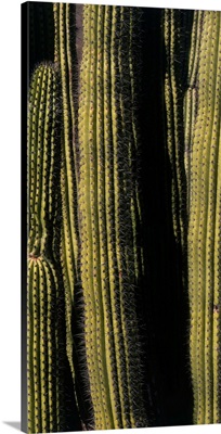 Organ Pipe Cactus AZ