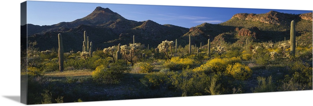 Organ Pipe Cactus National Monument AZ Wall Art, Canvas Prints, Framed ...