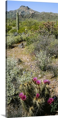 Organ Pipe Cactus (Stenocereus thurberi) in a field, Organ Pipe Cactus National Monument, Arizona