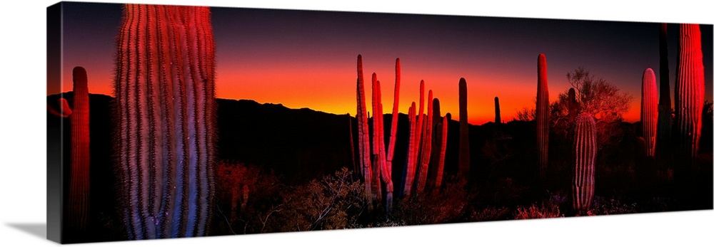 Cactuses catching the fading light in this panoramic photograph of this desert sunset.